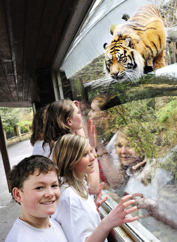 Edinburgh Zoo big cat stares out Edinburgh schoolkids Edinburgh Zoo big cat stares out Edinburgh schoolkids