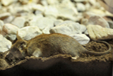 A dead mouse in the household