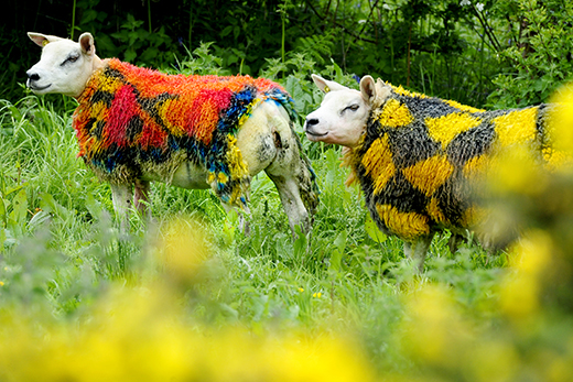 sheep farmer-come-artist Helen Ryman painted two of her texel ewes in tartan